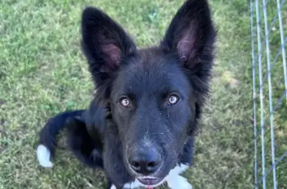 Lost Dog: Black & White, Red Collar