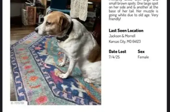 Missing: Friendly White & Brown Dog, KC