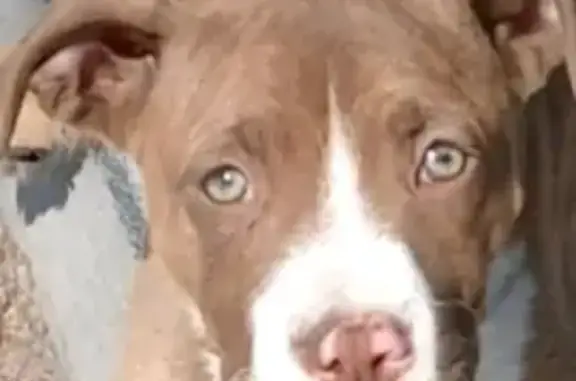 Help Find Lena: Missing Service Puppy