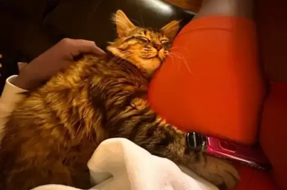 Lost Cat: Long-Haired with Blue Collar