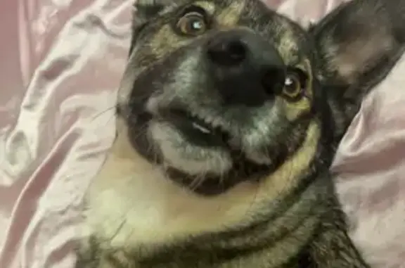Lost: Friendly German Shepherd Mix in Olathe