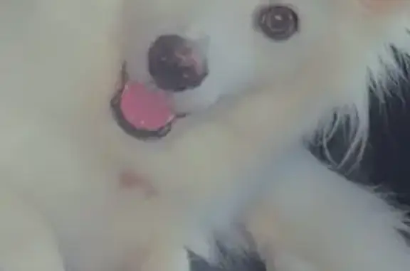 Lost Fluffy White Dog on Inman Rd