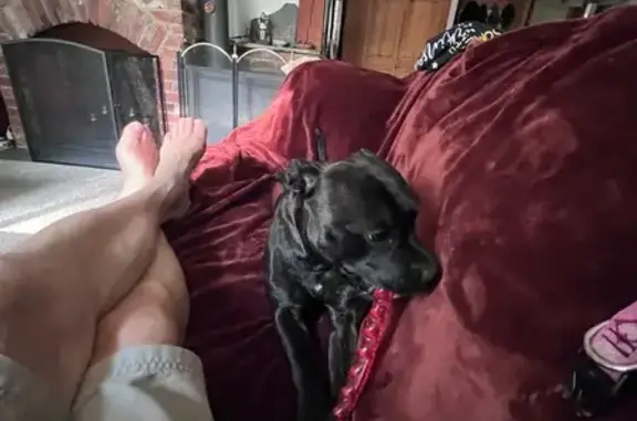 Lost Black Dog on Morgan Rd, Richmond
