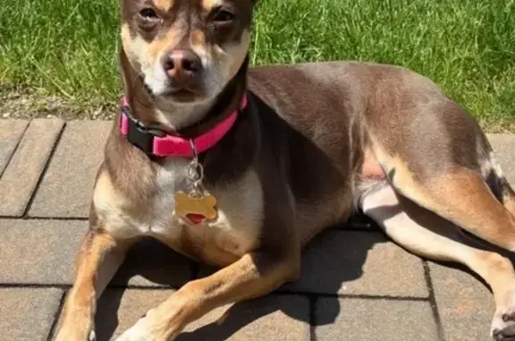 Lost Dog: Friendly, Food-Loving Pup