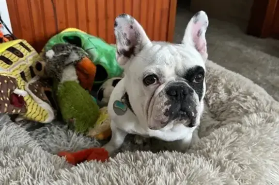 Lost Dog: White with Black Eye Patch