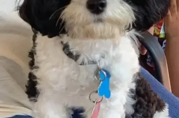 Lost and found pets Newport News, photo: Lost Cavapoo: Black & White, Friendly!