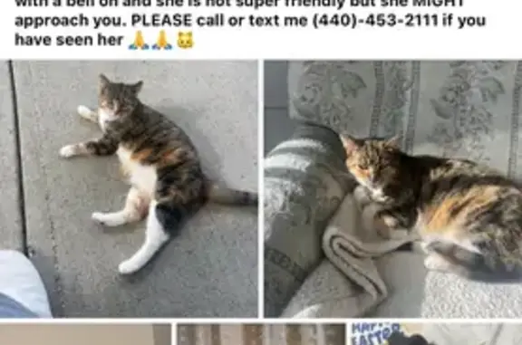 Lost and found pets Lorain, photo: Missing: Cheeky, Grey Cat w/ Pink Collar