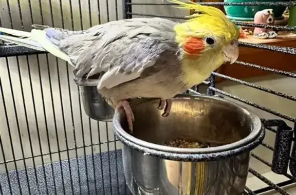 Help Find Moxie: Missing Cockatiel in NJ!