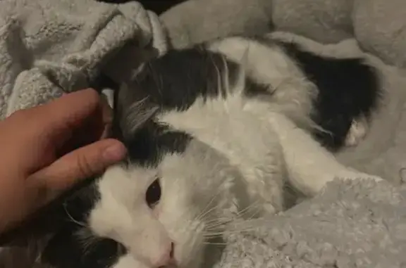 Lost Fluffy Cat on Park Avenue, Bloomfield