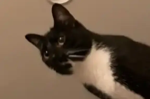 Lost Tuxedo Cat in Chicago: Help Find!