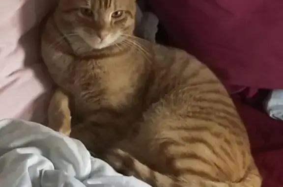 Chat roux tigré perdu à Yutz - photo