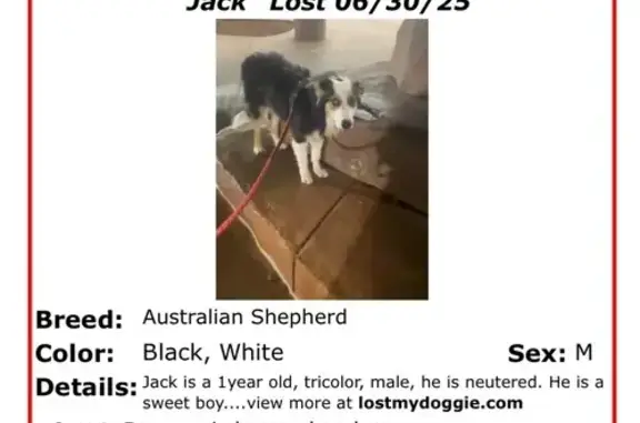 Lost Tricolor Aussie Shepherd in Nevada
