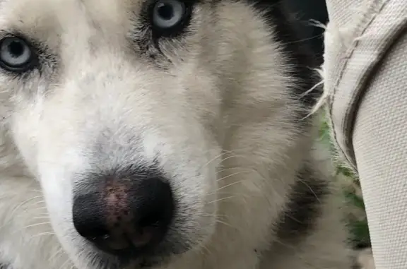 Lost Dog: Skunk-Tailed, Blue Eyes!