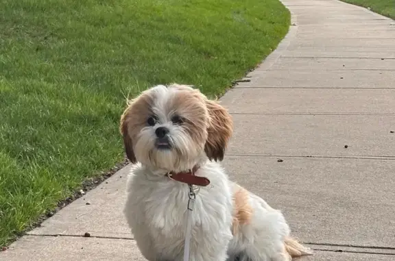 Lost pets Wilton Manors, photo: Lost Lhasa Apso: Help Find Leo in Miami