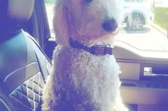 Lost: White Goldendoodle w/ Black Spots