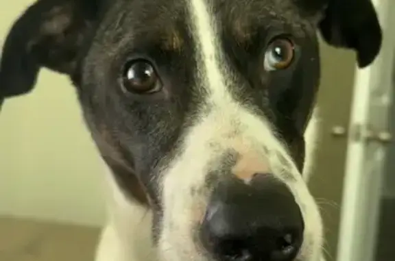 Lost Dog: White/Black, Microchipped in FL