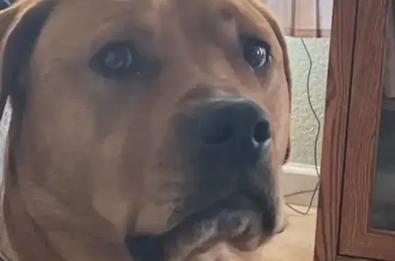 Lost: Friendly Red Dog with Spiked Collar