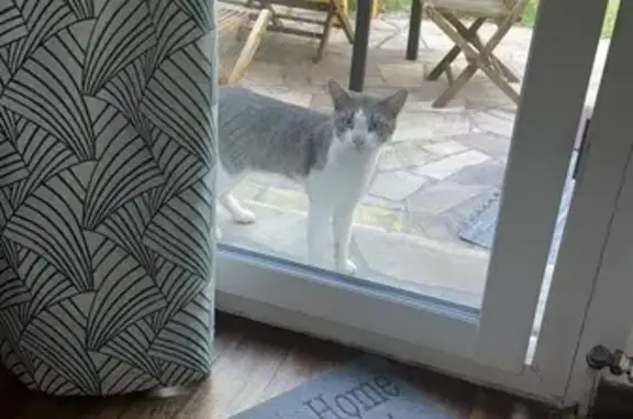 Chat gris tigré trouvé à Aulnay-sous-Bois - photo