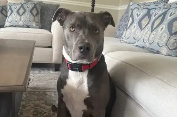 Lost Dog: Gray with White Chest, River Rd