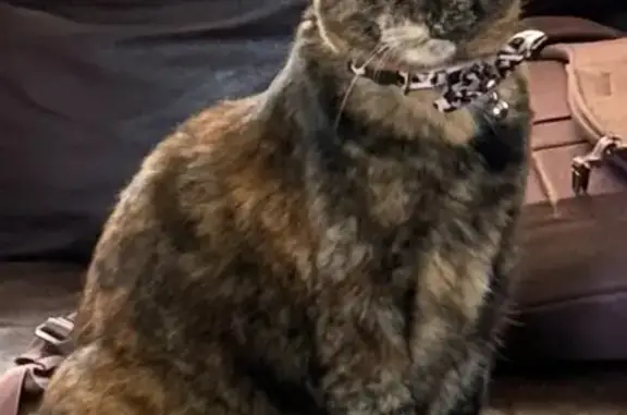 Lost Tortoiseshell Cat in Centennial