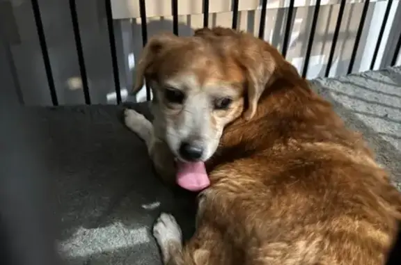 Found pets Columbus, photo: Lost Dog Found on Strawberry Farms Blvd