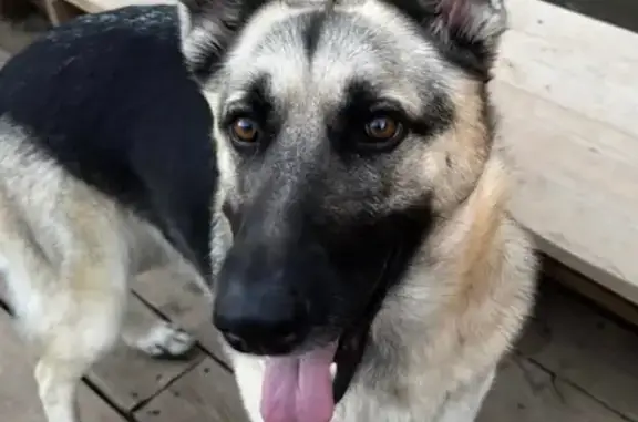 Lost Cream German Shepherd - $200 Reward