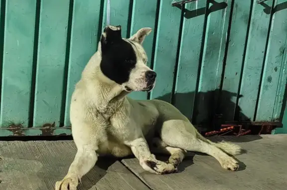 Perro encontrado , foto: Perro Grande Hallado: Mancha Negra en Ojo