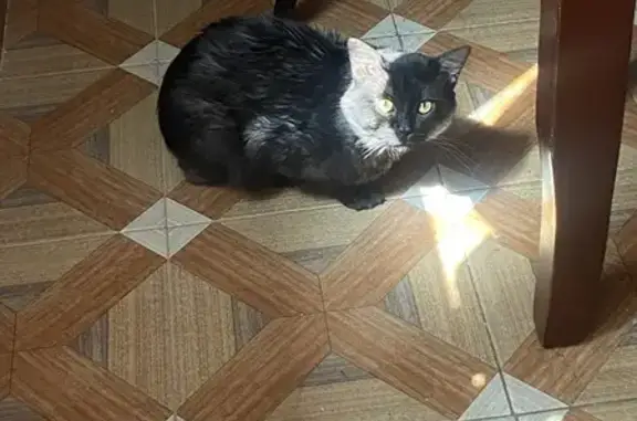 Gatos perdidos, Ciudad Nezahualcoyotl, foto: Se busca: Gato atigrado de cola peluda en Neza
