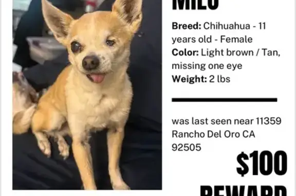 Lost: 2lb Chihuahua, Brown, One Eye