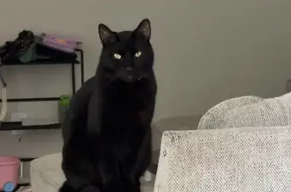Lost and found pets Jacksonville, photo: Missing Black Cat on Wordsmith Way