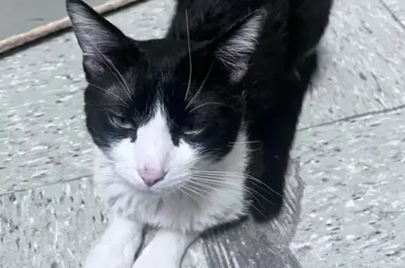 ¡Ayuda! Gato perdido en Guadal...