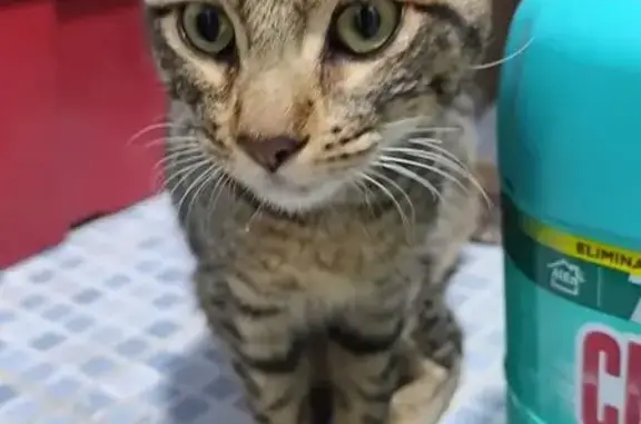 Gato Rayado Rescatado en Avenida Sor Juana
