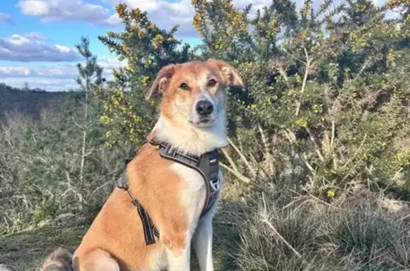 Chien perdu, craintif, Sixt-sur-Aff - photo