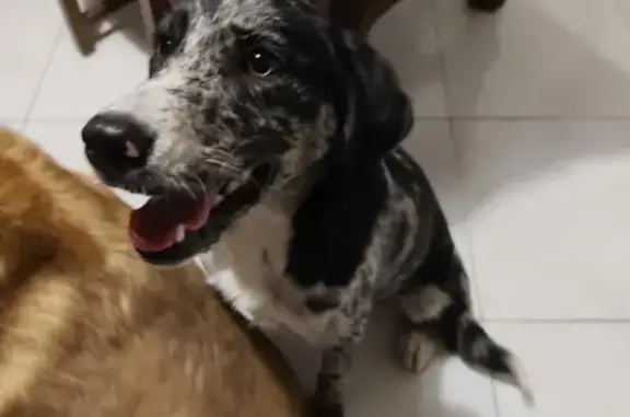 Animaux trouvés Iwuy, photo: Jeune chienne sociable trouvée à Iwuy