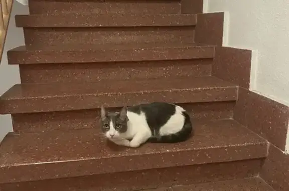 Gato encontrado Castello de la Plana, foto: Gato manso encontrado en Castelló de la Plana