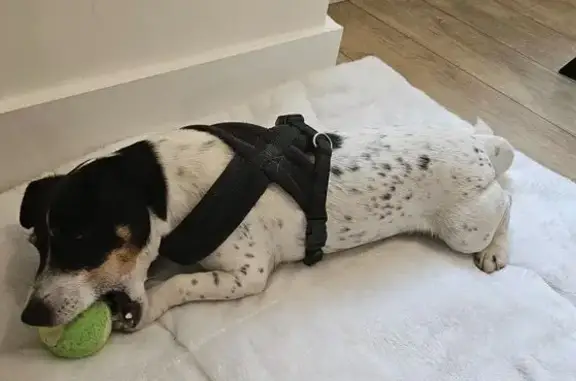 Animaux trouvés Fréjus, photo: Chien trouvé à Fréjus, très câlin et doux