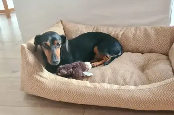 Chien perdu Agde, photo : Chien croisé teckel perdu à Agde