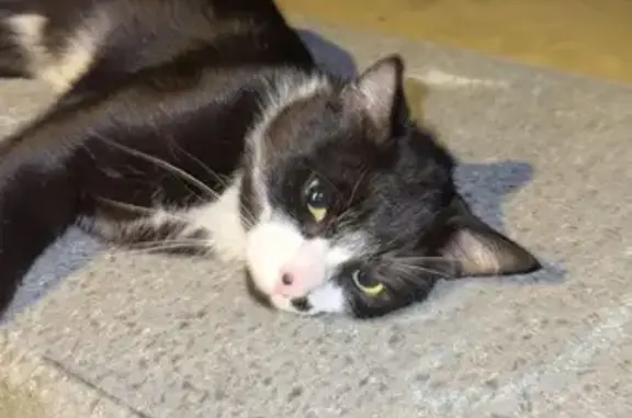 Chat trouvé Audincourt, photo: Chat noir et blanc blessé trouvé Audincourt