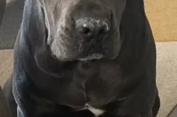 Chien perdu Villeneuve-lès-Bouloc, photo : Chienne Cane Corso grise perdue à Villeneuve