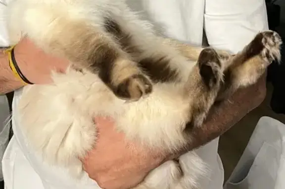 Missing cat Melbourne, photo: Missing: Confident Ragdoll Cat in Melbourne