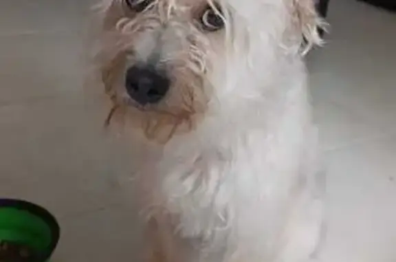 Perros perdidos, Torreon, foto: Perro Dócil Perdido en Paseo Universidad
