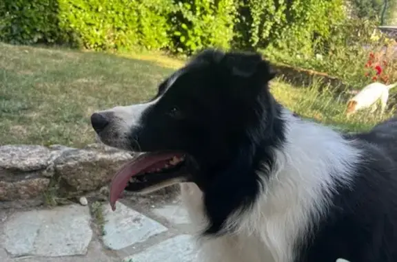Chien perdu Le Boupère, photo : Border Collie perdu, Rue de l'Oasis