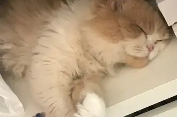 Perdido: Gato Persa Blanco y Naranja