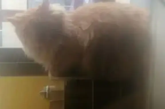 ¡Gato Naranja Perdido en León:...