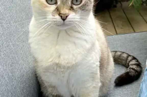 Animaux perdus Six-Fours-les-Plages, photo: Chatte perdue, crème multicolore, yeux bleus