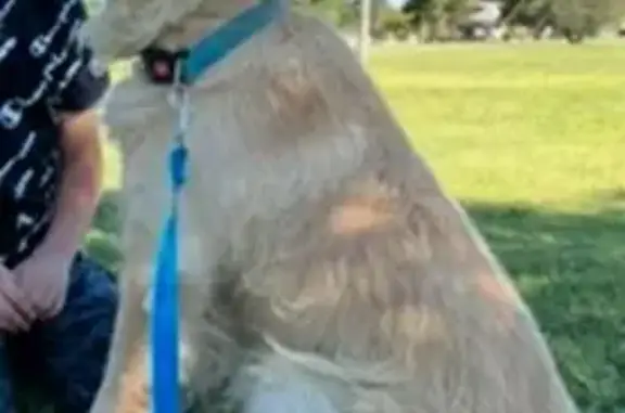 Lost Golden Dog on Moye Drive, El Paso
