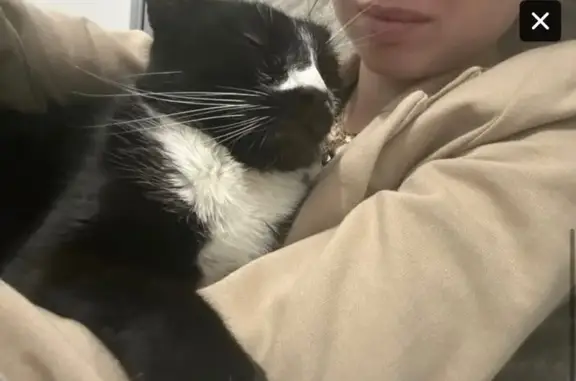 Chat perdu : Oréo, tache blanche au nez - photo