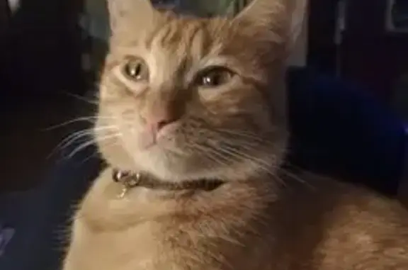 Gato Naranja Perdido en León:...