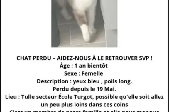 Chatte perdue, douce et câline, Tulle - photo