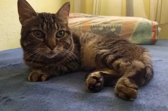 Gato Perdido: Pardo Atigrado, 15 Años, Valencia